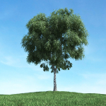 Archmodels vol 117 - Realistic Tree Collection