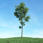 Archmodels vol 117 - Realistic Tree Collection