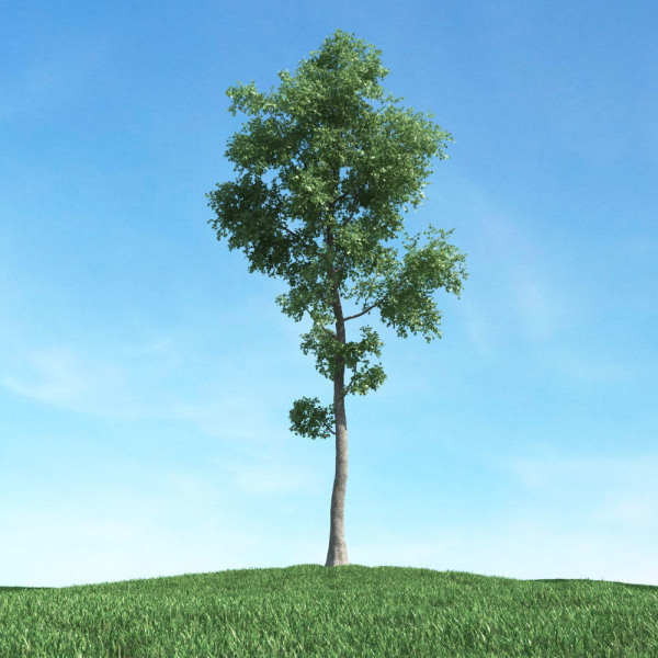 Archmodels vol 117 - Realistic Tree Collection