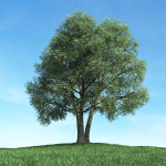 Archmodels vol 117 - Realistic Tree Collection