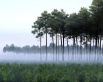 Archmodels vol 117 - Realistic Tree Collection