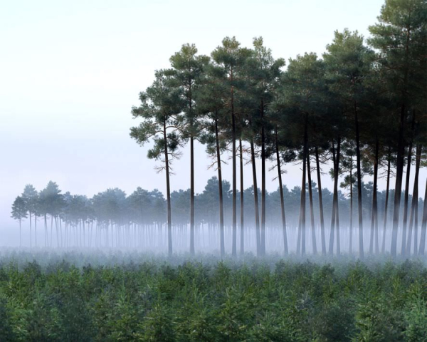 Archmodels vol 117 - Realistic Tree Collection