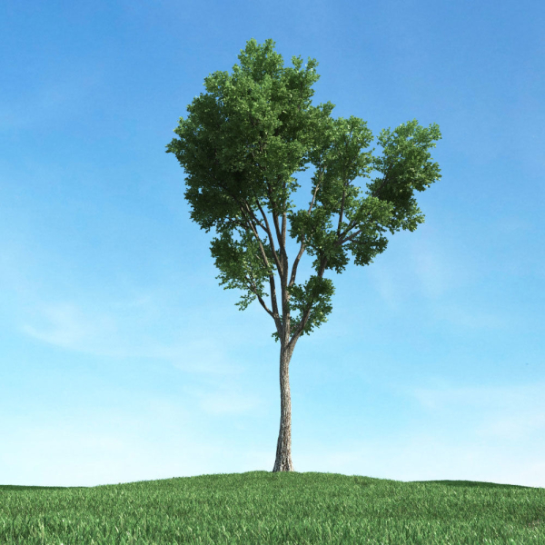 Archmodels vol 117 - Realistic Tree Collection