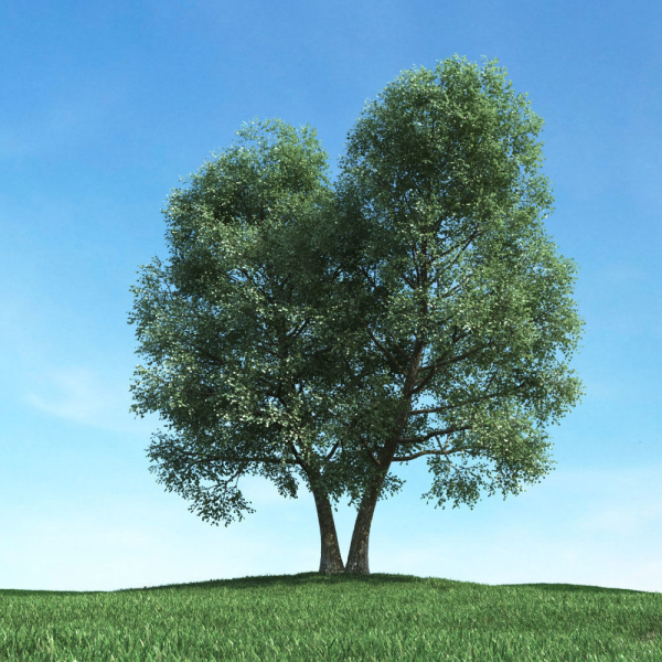 Archmodels vol 117 - Realistic Tree Collection