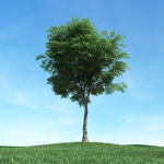Archmodels vol 117 - Realistic Tree Collection