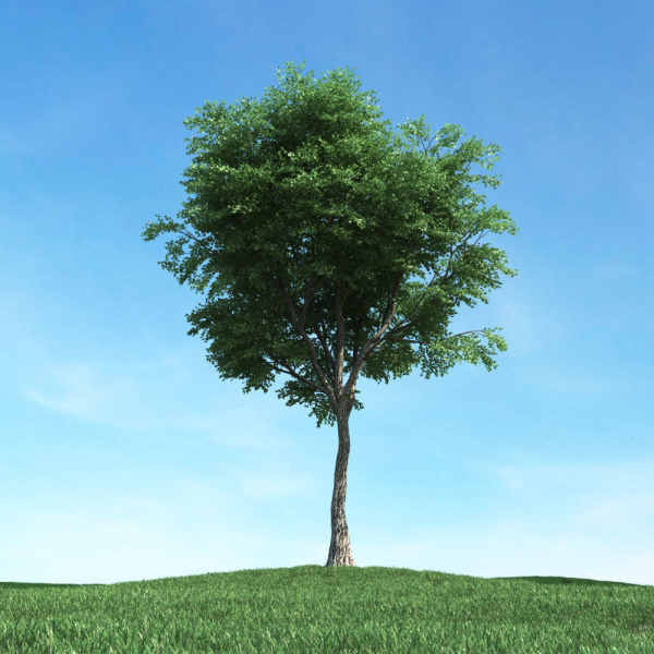 Archmodels vol 117 - Realistic Tree Collection