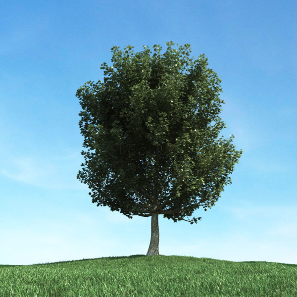 Archmodels vol 117 - Realistic Tree Collection