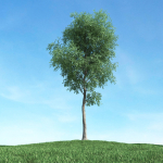 Archmodels vol 117 - Realistic Tree Collection