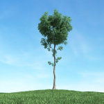 Archmodels vol 117 - Realistic Tree Collection