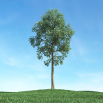 Archmodels vol 117 - Realistic Tree Collection