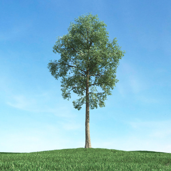 Archmodels vol 117 - Realistic Tree Collection
