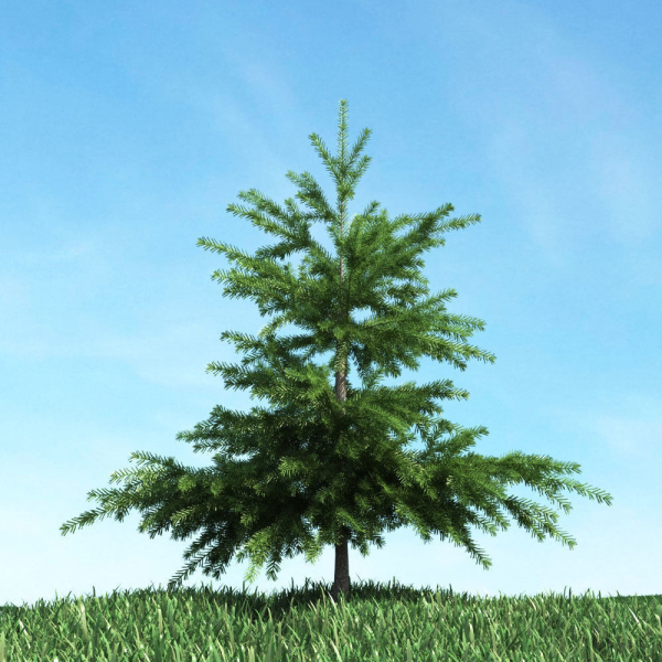 Archmodels vol 117 - Realistic Tree Collection