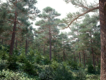 Archmodels vol 117 - Realistic Tree Collection