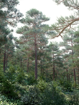 Archmodels vol 117 - Realistic Tree Collection
