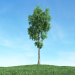 Archmodels vol 117 - Realistic Tree Collection