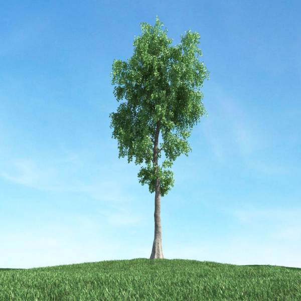 Archmodels vol 117 - Realistic Tree Collection