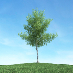 Archmodels vol 117 - Realistic Tree Collection