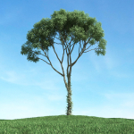Archmodels vol 117 - Realistic Tree Collection