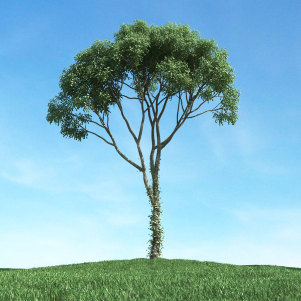Archmodels vol 117 - Realistic Tree Collection