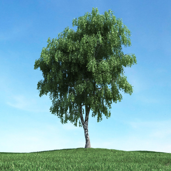 Archmodels vol 117 - Realistic Tree Collection