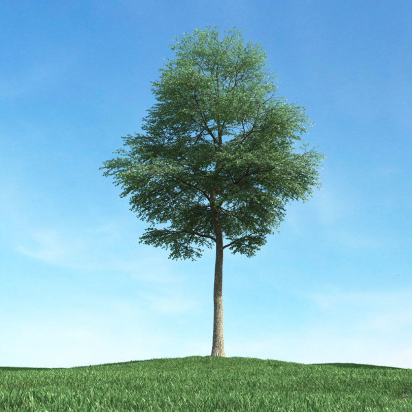 Archmodels vol 117 - Realistic Tree Collection