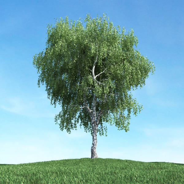 Archmodels vol 117 - Realistic Tree Collection