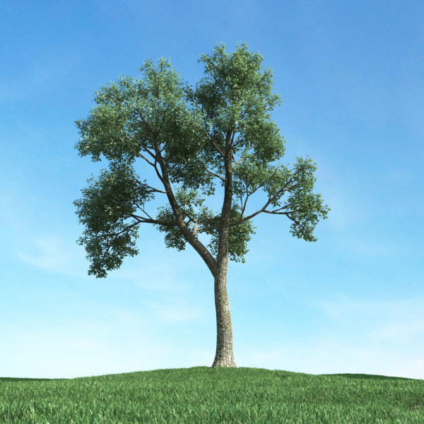 Archmodels vol 117 - Realistic Tree Collection