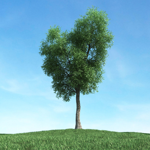 Archmodels vol 117 - Realistic Tree Collection