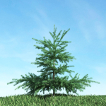Archmodels vol 117 - Realistic Tree Collection