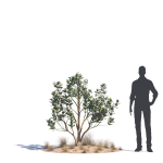 Archmodels vol 276 for 3dsmax - desert plants