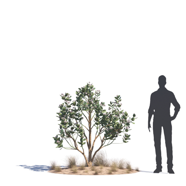 Archmodels vol 276 for 3dsmax - desert plants