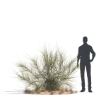 Archmodels vol 276 for 3dsmax - desert plants