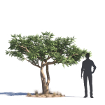 Archmodels vol 276 for 3dsmax - desert plants