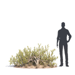 Archmodels vol 276 for 3dsmax - desert plants