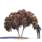 Archmodels vol 276 for 3dsmax - desert plants