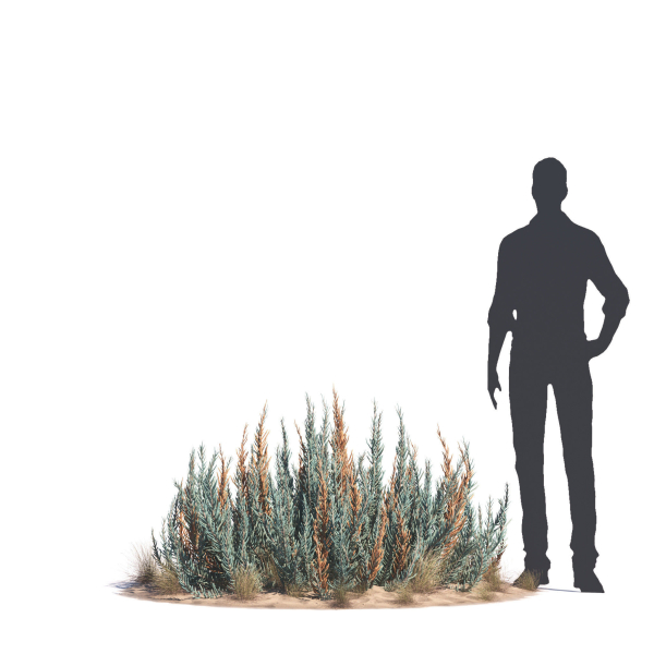 Archmodels vol 276 for 3dsmax - desert plants