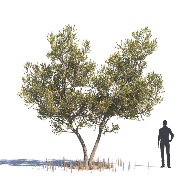 Archmodels vol 276 for 3dsmax - desert plants