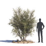 Archmodels vol 276 for 3dsmax - desert plants