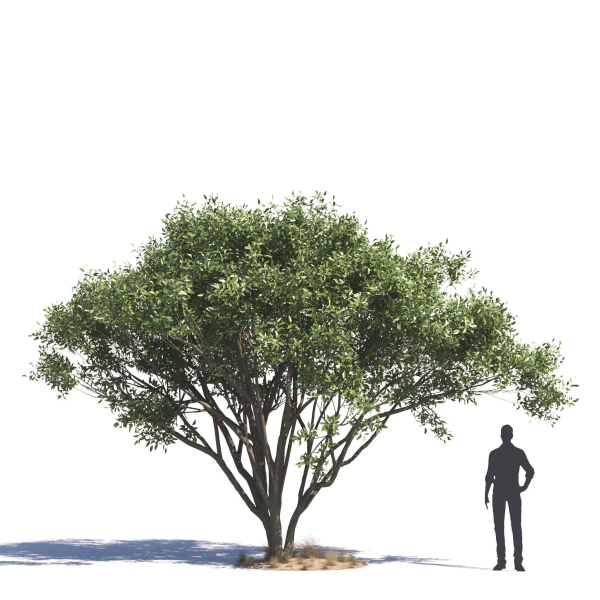 Archmodels vol 276 for 3dsmax - desert plants