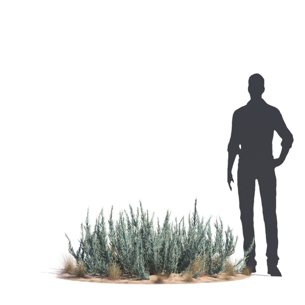 Archmodels vol 276 for 3dsmax - desert plants