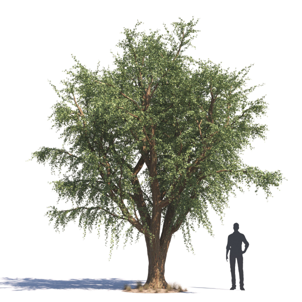 Archmodels vol 276 for 3dsmax - desert plants