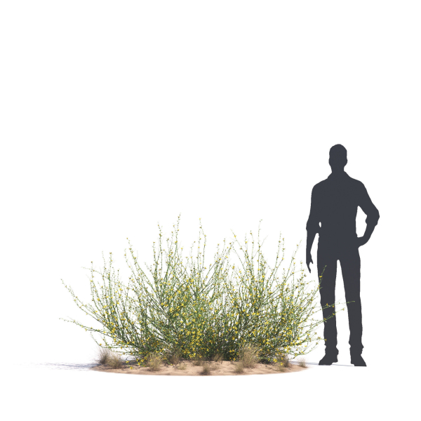 Archmodels vol 276 for 3dsmax - desert plants