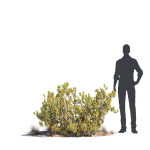 Archmodels vol 276 for 3dsmax - desert plants