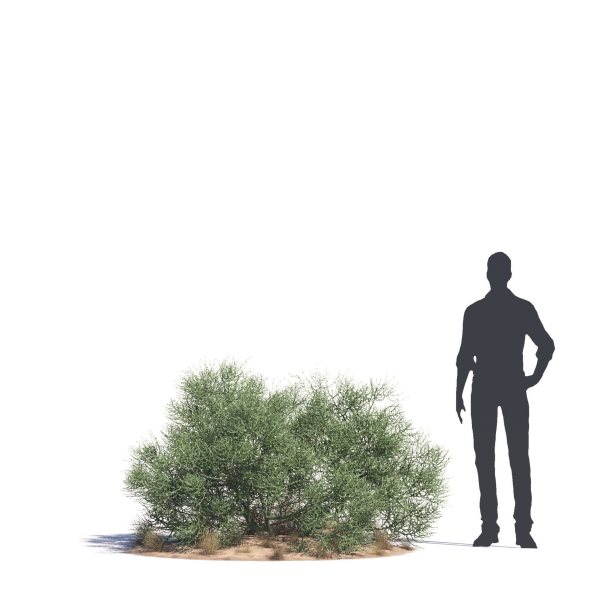 Archmodels vol 276 for 3dsmax - desert plants