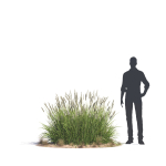 Archmodels vol 276 for 3dsmax - desert plants