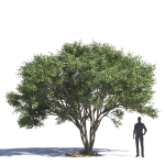 Archmodels vol 276 for 3dsmax - desert plants
