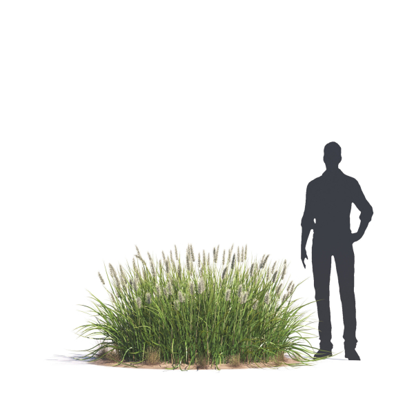 Archmodels vol 276 for 3dsmax - desert plants