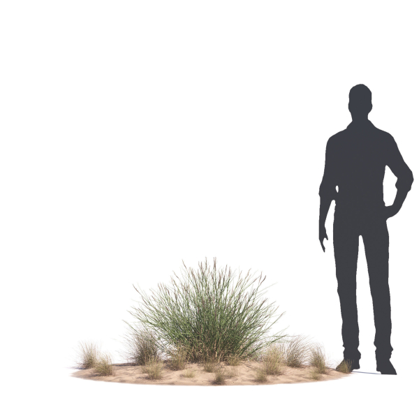 Archmodels vol 276 for 3dsmax - desert plants