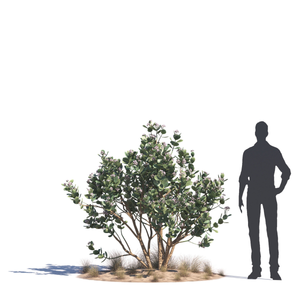 Archmodels vol 276 for 3dsmax - desert plants