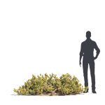 Archmodels vol 276 for 3dsmax - desert plants